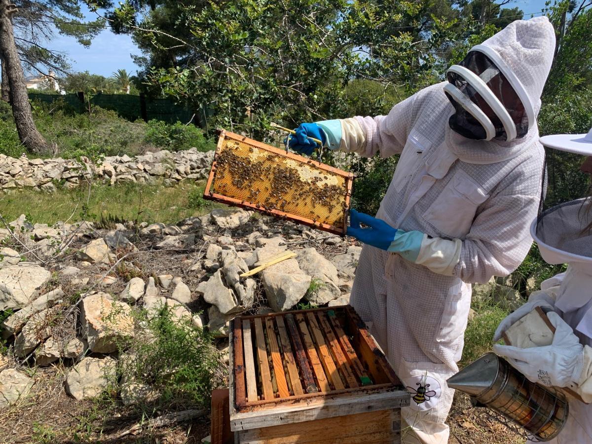 La ONU reconoce a la abeja como el ser vivo más importante del planeta