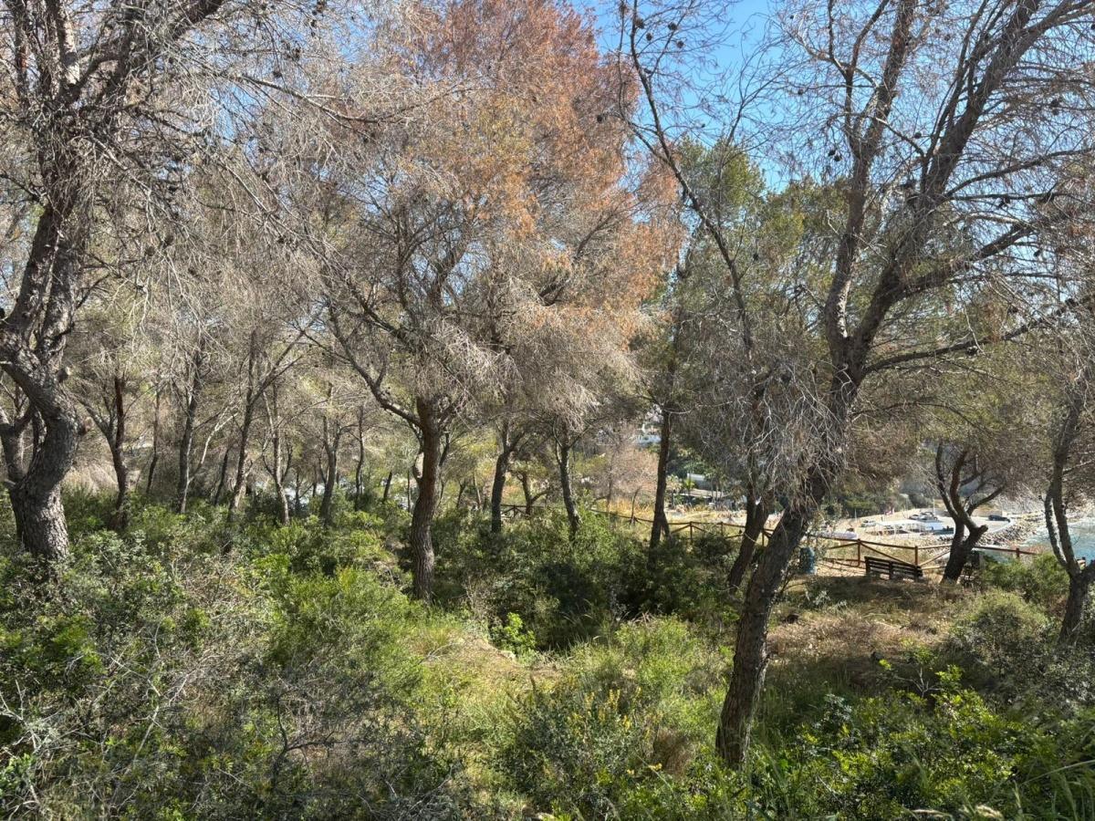 Benissa toma medidas contra la plaga Tomicus que afecta a los pinos 