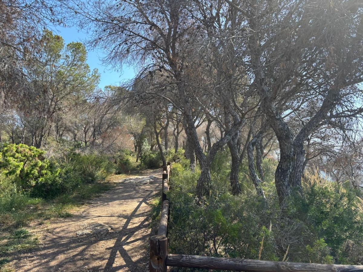 Benissa toma medidas contra la plaga Tomicus que afecta a los pinos Benissa toma medidas contra la plaga Tomicus que afecta a los pinos