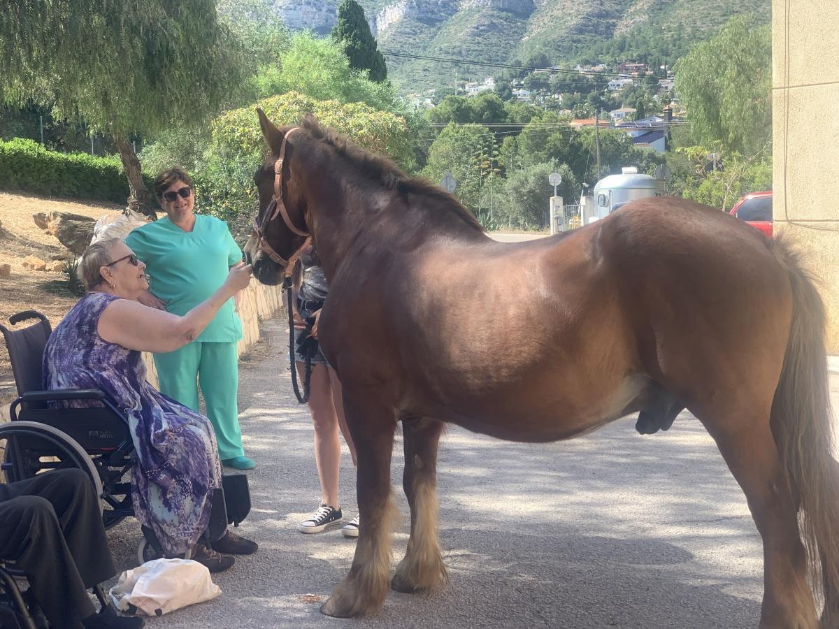 Terapia con caballos, una forma de conectar con las emociones de nuestros mayores en la Residencia Santa Lucia de Dénia