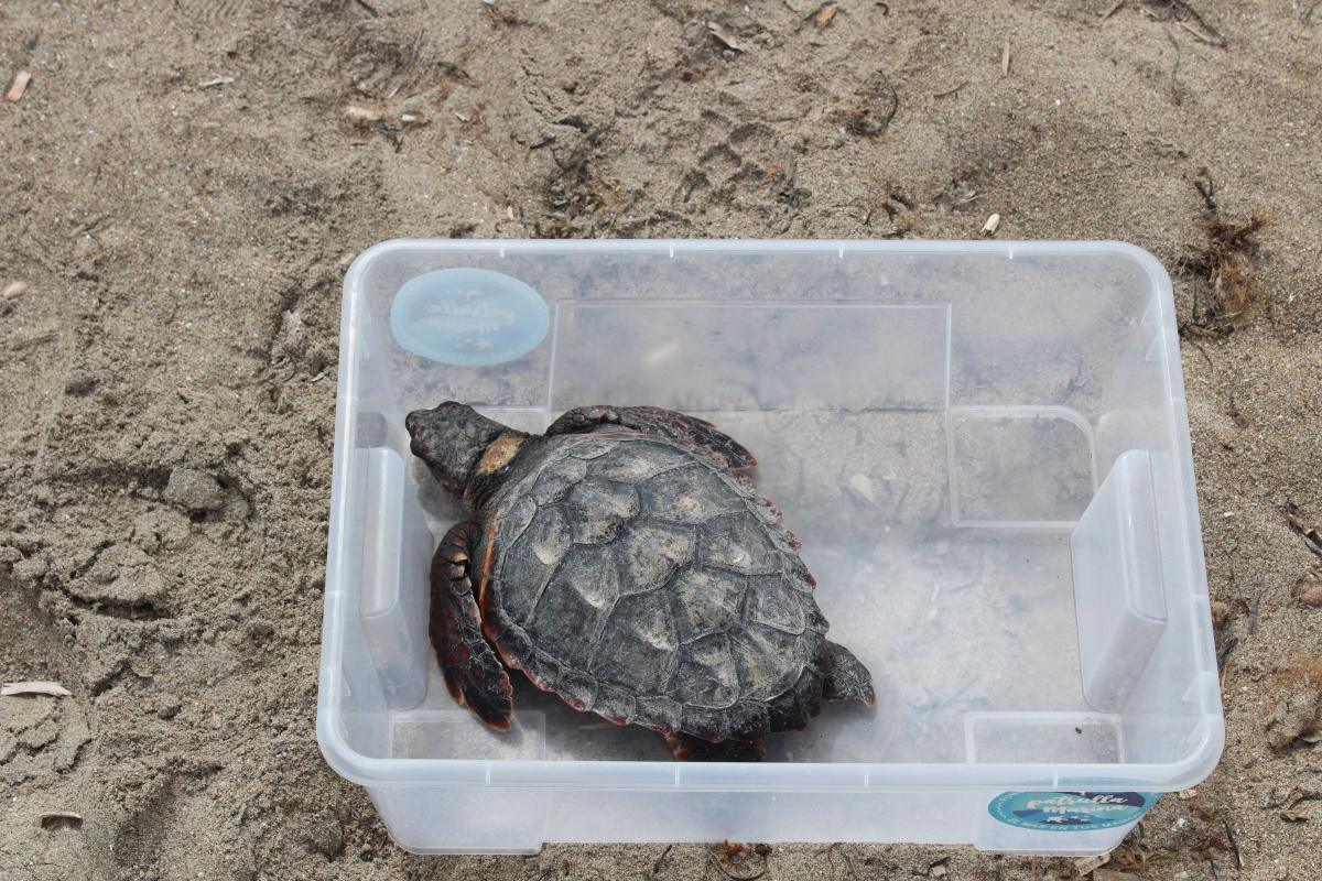 Dénia suelta tortugas en conmemoración del Día de los Océanos Dénia suelta tortugas en conmemoración del Día de los Océanos