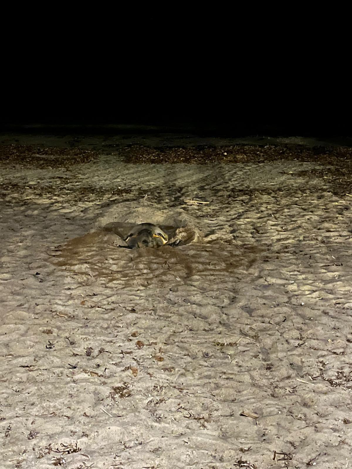 Diana pone 116 huevos en la playa de la Marineta Cassiana de Dénia Diana pone 116 huevos en la playa de la Marineta Cassiana de Dénia