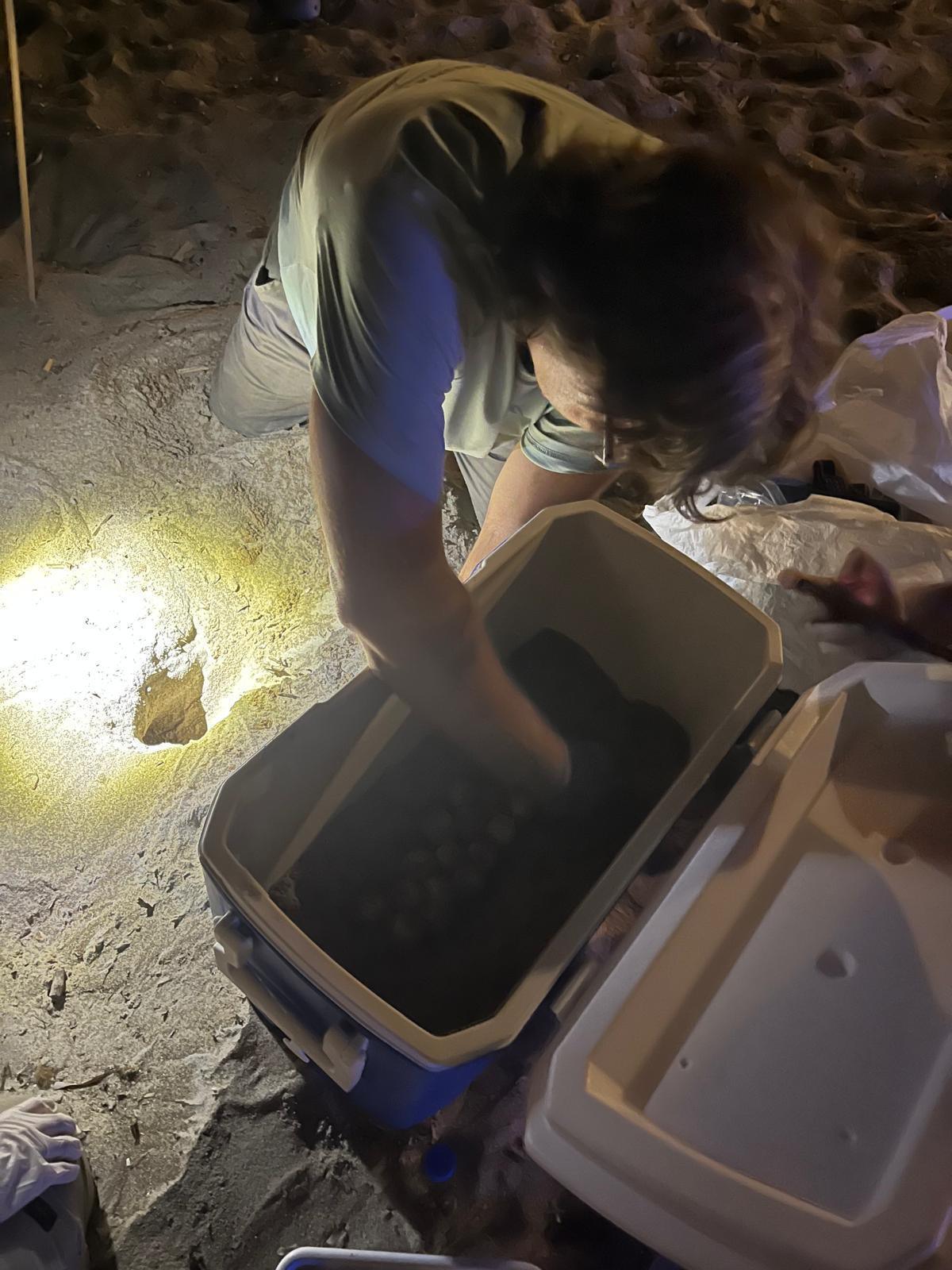 Diana pone 116 huevos en la playa de la Marineta Cassiana de Dénia