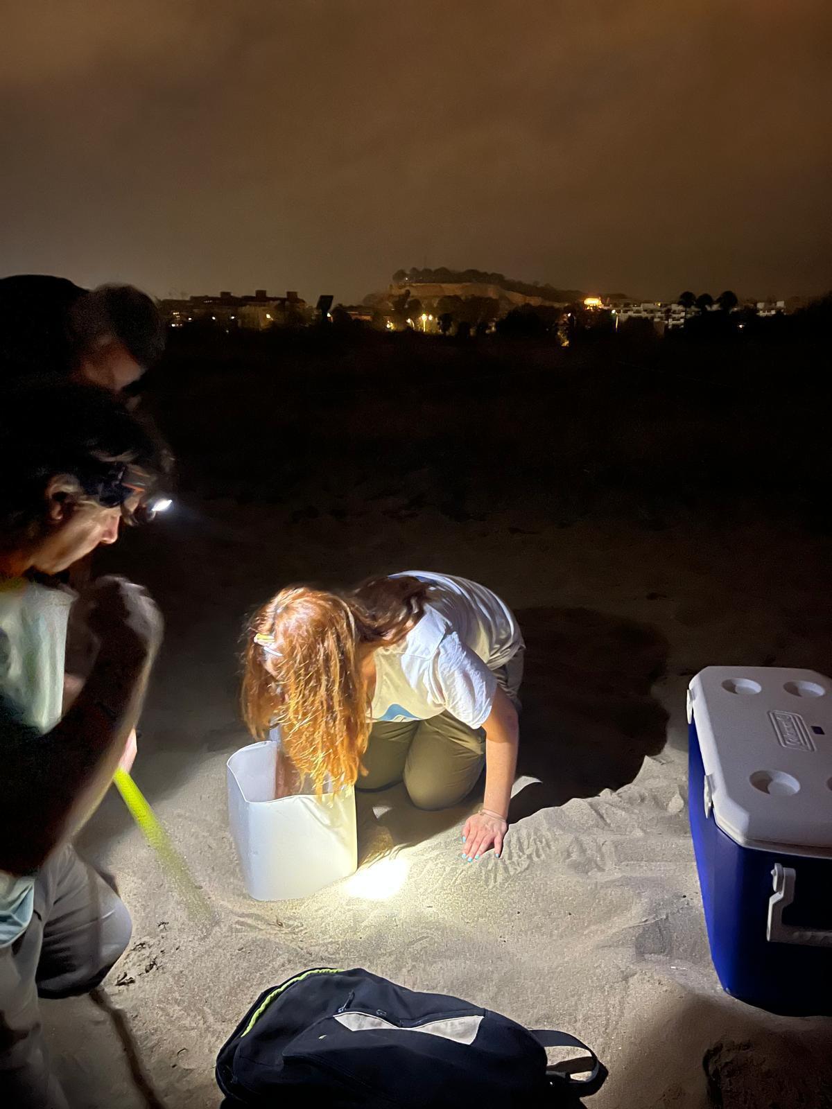 Diana pone 116 huevos en la playa de la Marineta Cassiana de Dénia