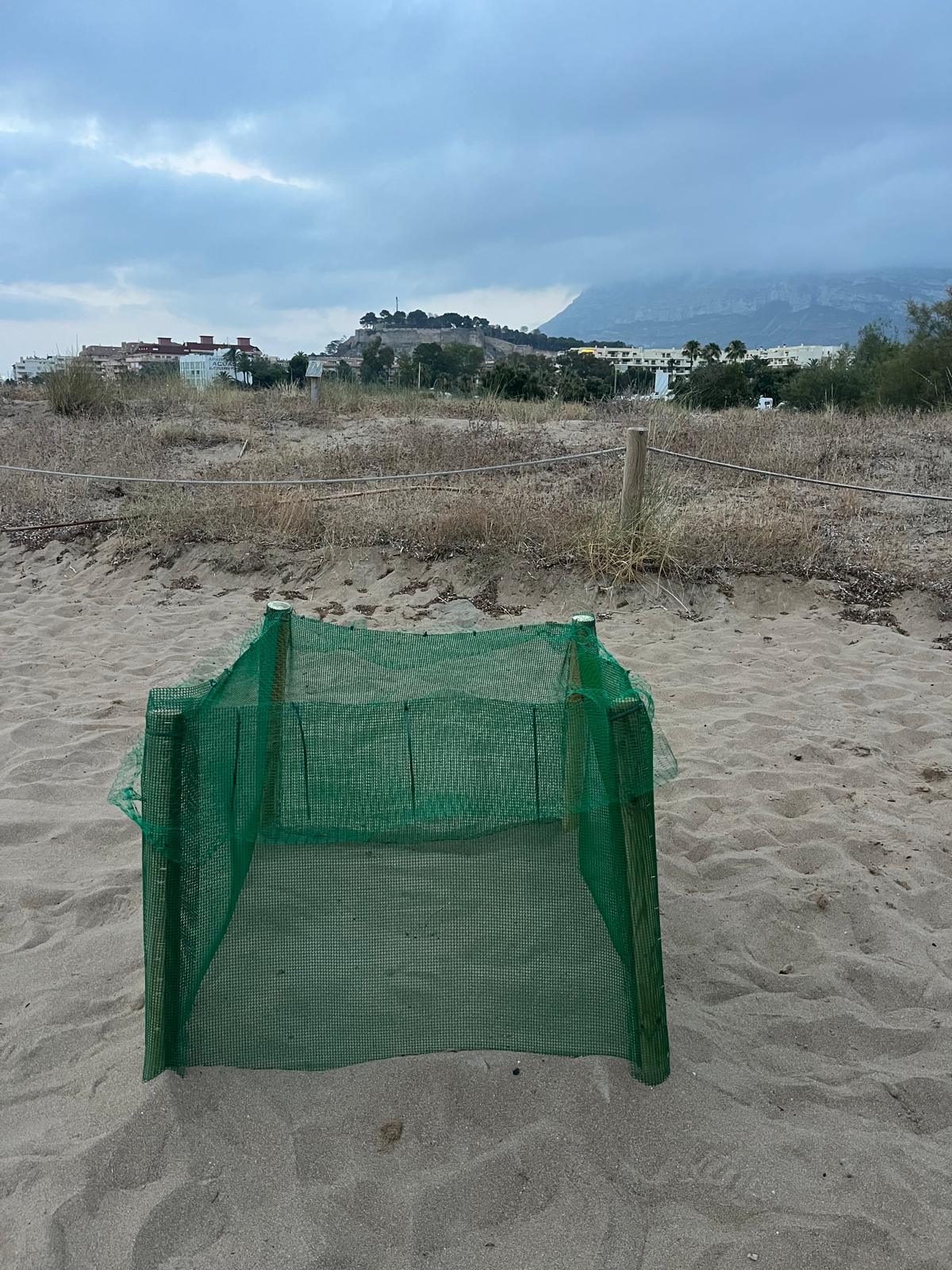 Diana pone 116 huevos en la playa de la Marineta Cassiana de Dénia