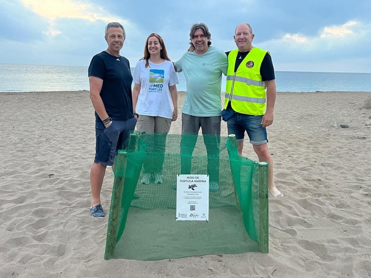 Diana pone 116 huevos en la playa de la Marineta Cassiana de Dénia Diana pone 116 huevos en la playa de la Marineta Cassiana de Dénia