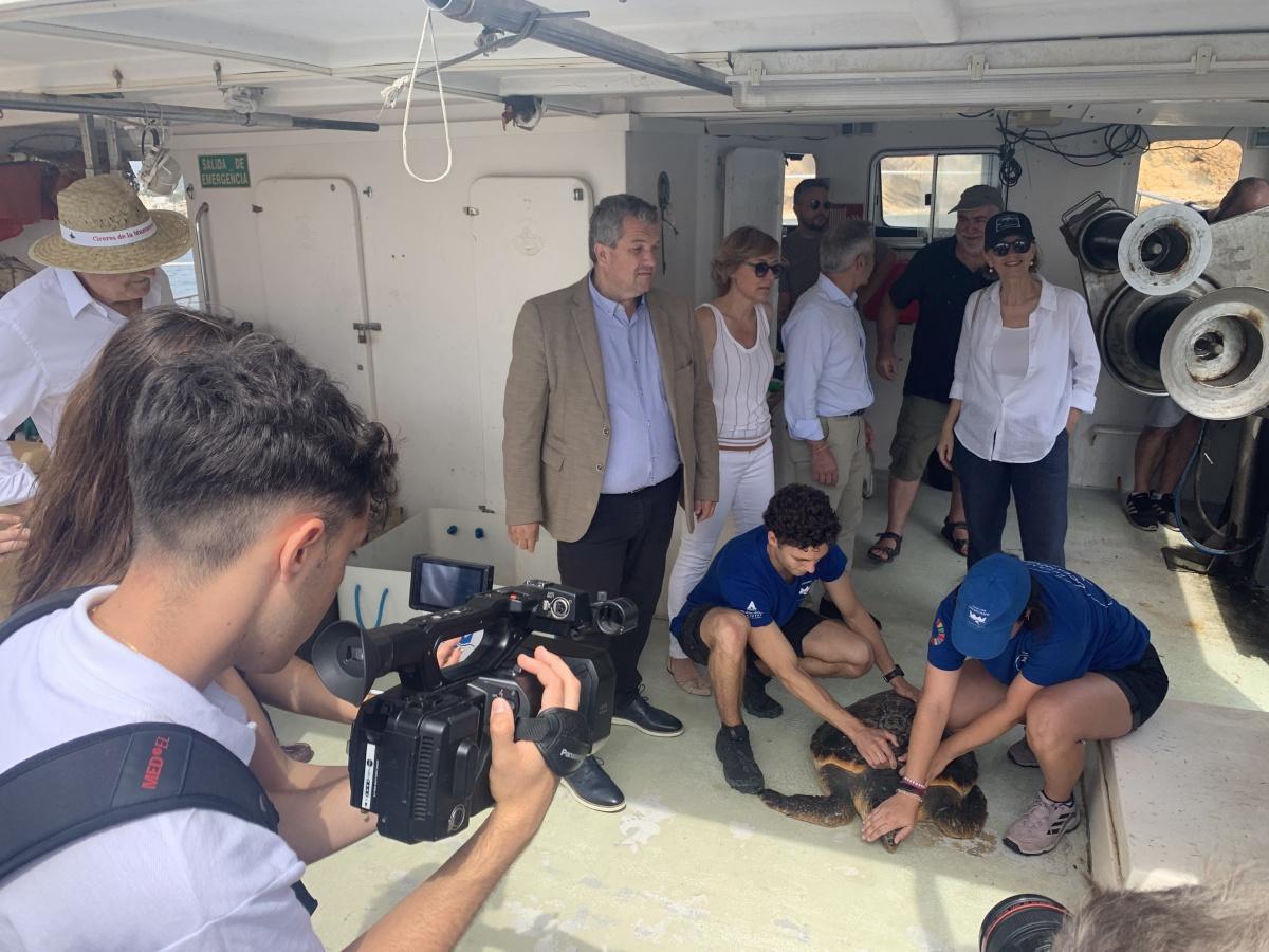 La tortuga Amadeu ya nada en libertad en aguas de Xàbia