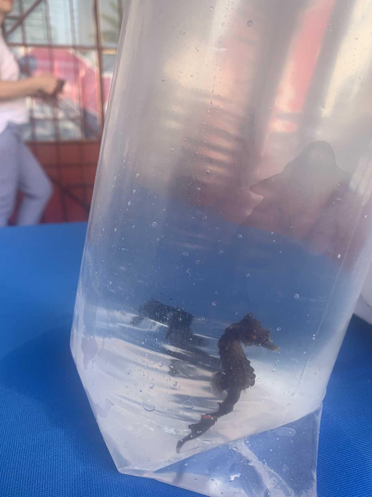 La tortuga Amadeu ya nada en libertad en aguas de Xàbia
