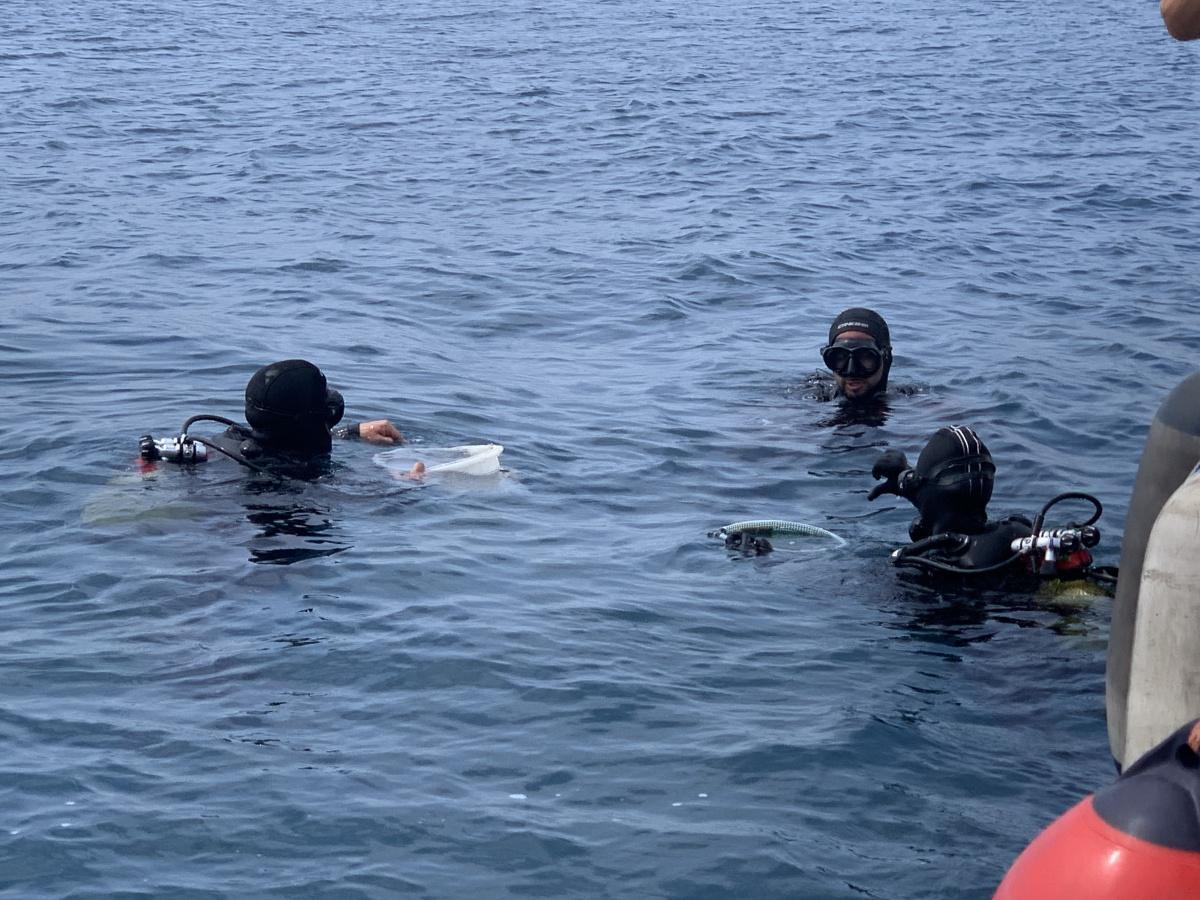 La tortuga Amadeu ya nada en libertad en aguas de Xàbia