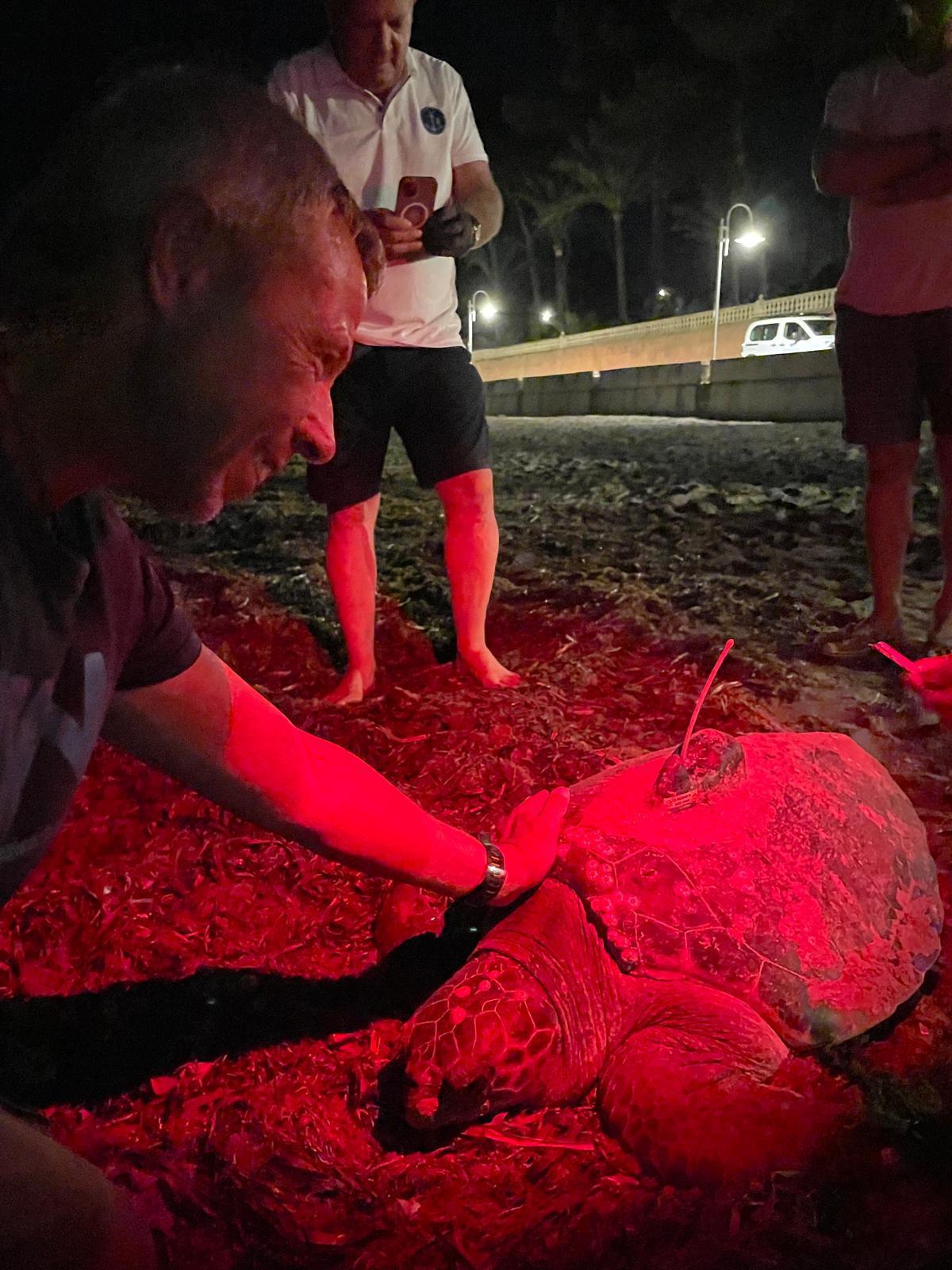 39 nuevos miembros se unen a la gran familia de la tortuga Diana en Dénia
