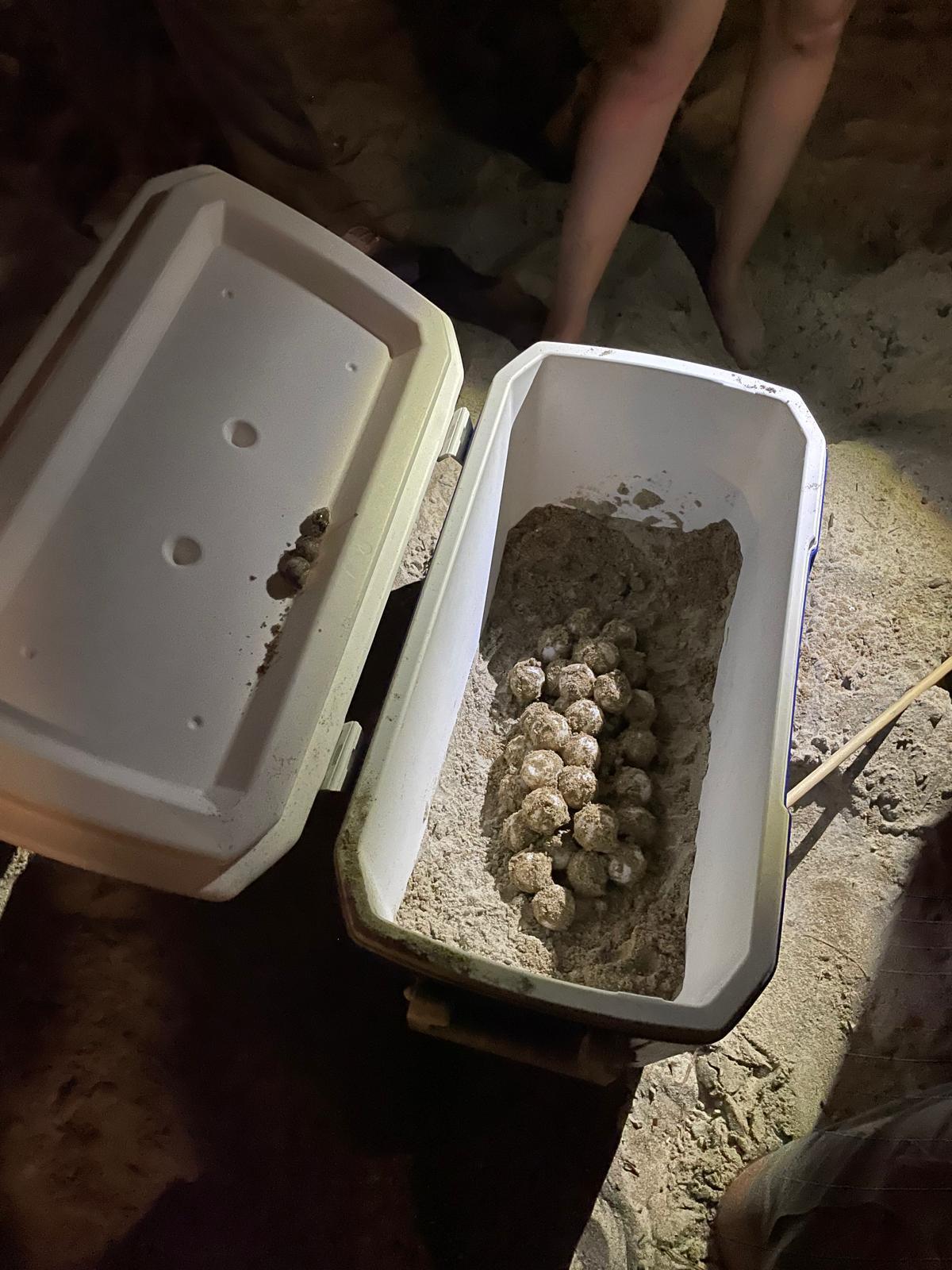39 nuevos miembros se unen a la gran familia de la tortuga Diana en Dénia 39 nuevos miembros se unen a la gran familia de la tortuga Diana en Dénia