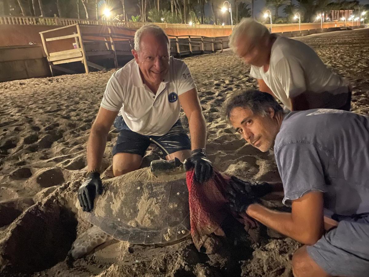 39 nuevos miembros se unen a la gran familia de la tortuga Diana en Dénia