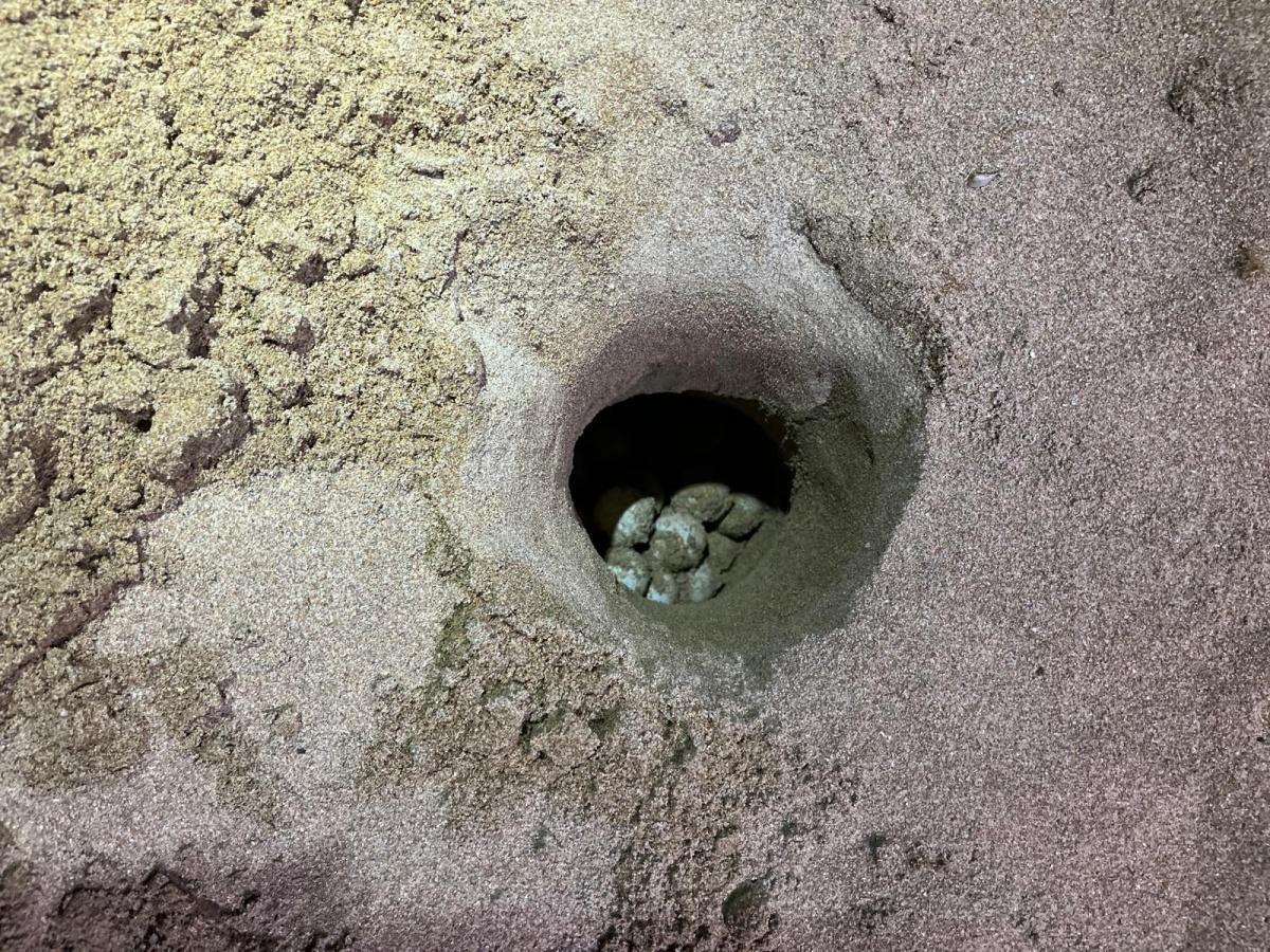 39 nuevos miembros se unen a la gran familia de la tortuga Diana en Dénia
