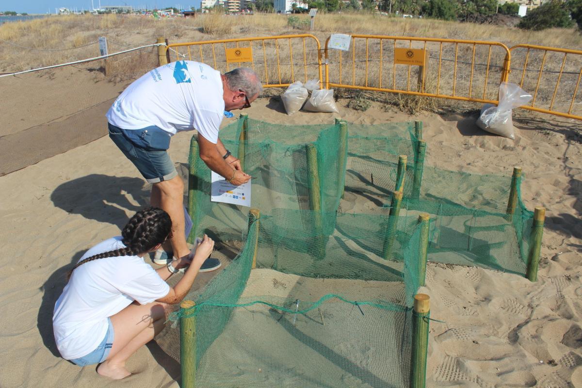Més de 130 voluntaris custodien els nius de tortuga a les Albaranes de Dénia a l’espera de la primera eclosió Més de 130 voluntaris custodien els nius de tortuga a les Albaranes de Dénia a l’espera de la primera eclosió