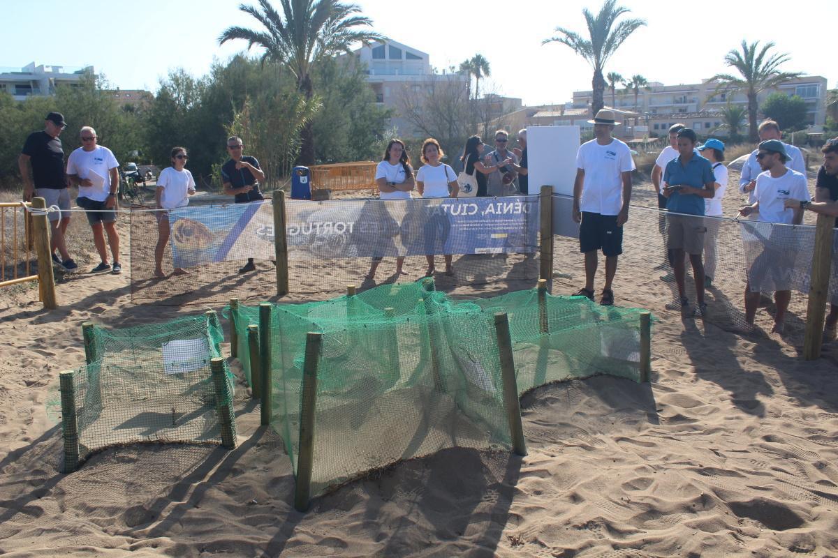 Més de 130 voluntaris custodien els nius de tortuga a les Albaranes de Dénia a l’espera de la primera eclosió