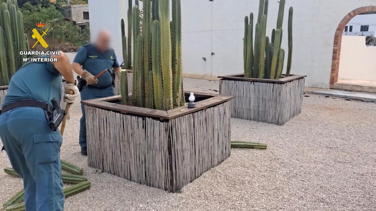 Desmantelada una organización anunciada como retiro espiritual en Pedreguer: ayahuasca, secreciones de sapo Kambó y cactus San Pedro 