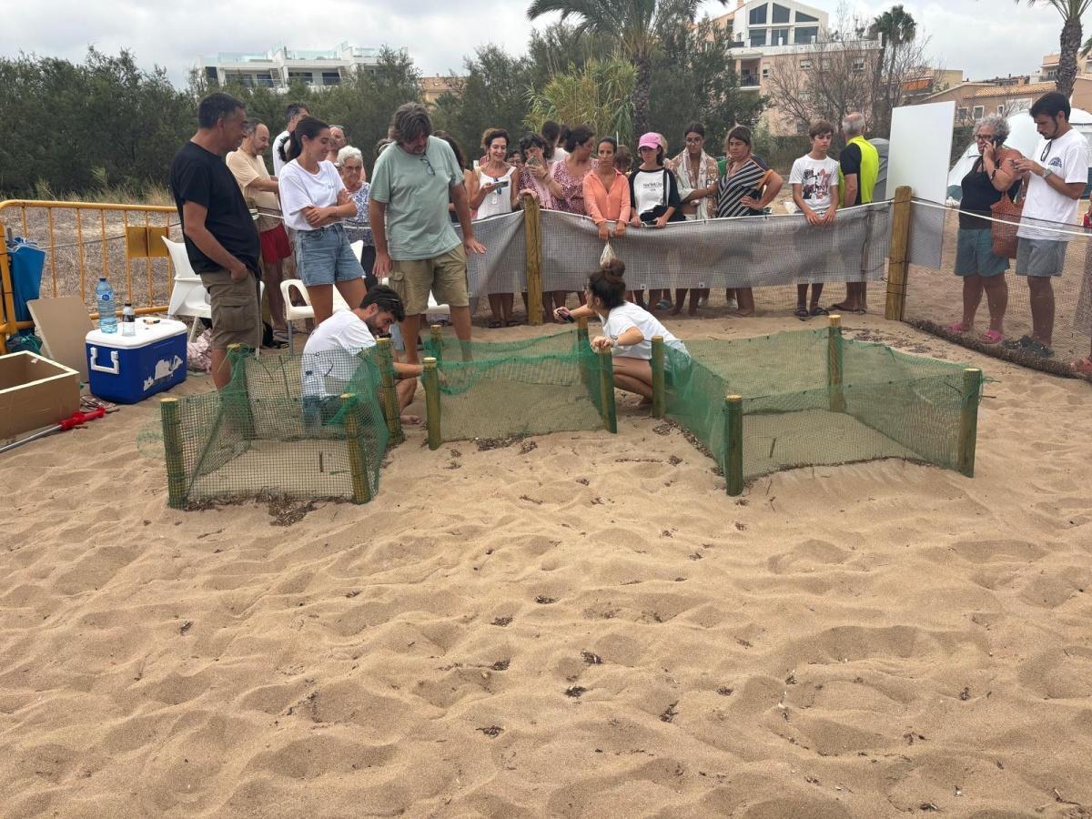 La familia crece, Dénia da la bienvenida a 48 nuevas tortugas y 22 huevos en el nido