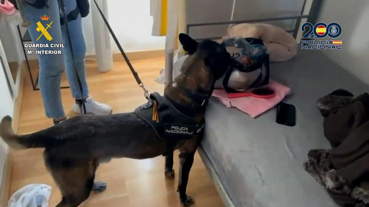 Once mujeres a salvo de explotación sexual y siete detenidos en Dénia y Els Poblets