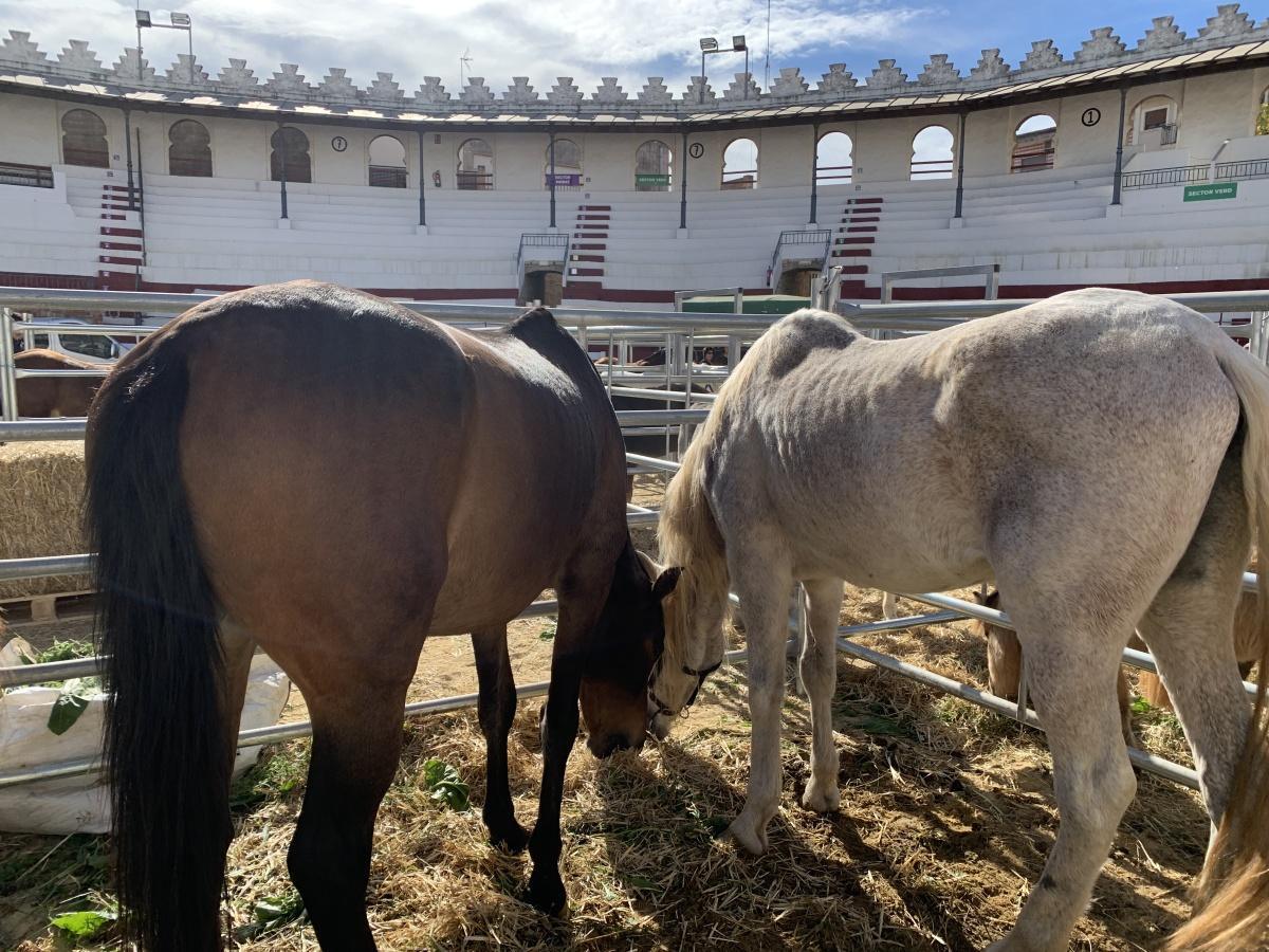 Els carrers d'Ondara plens de goig amb la Fira de Fires Els carrers d'Ondara plens de goig amb la Fira de Fires