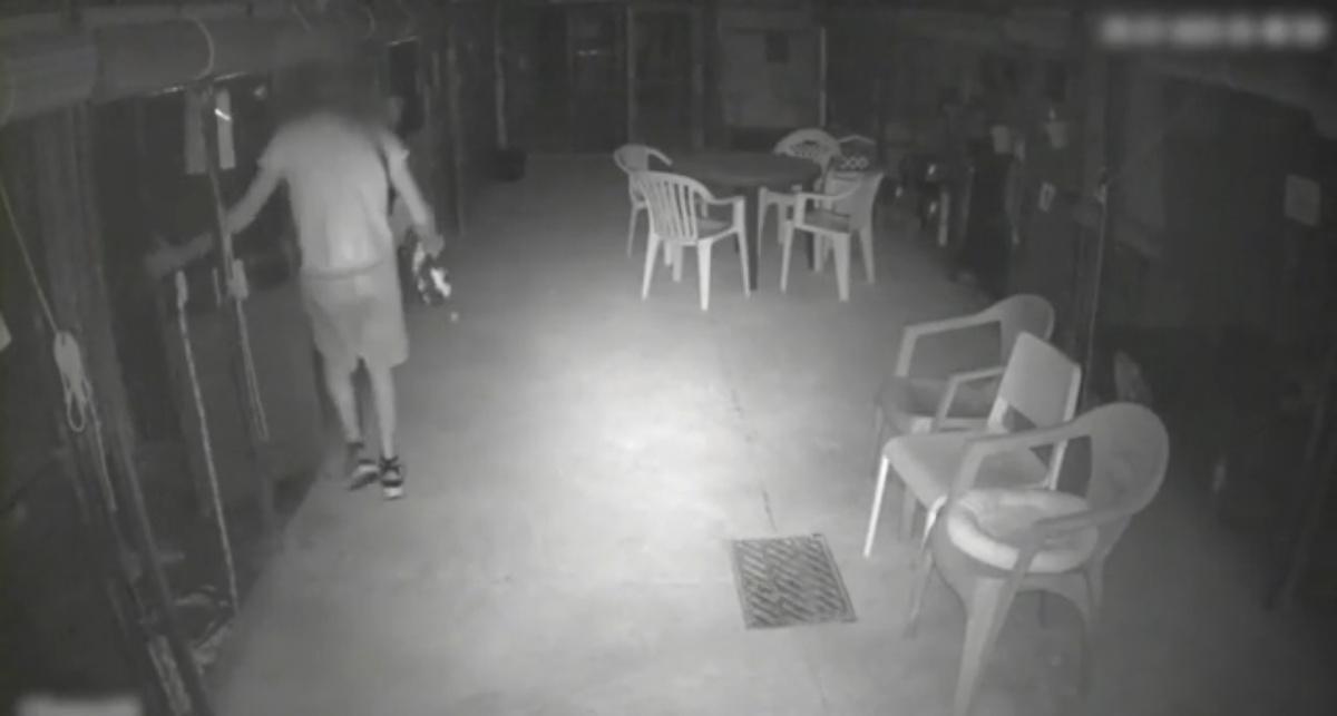 Dos años de prisión por matar a un gato y robar otros en un refugio del Verger Dos años de prisión por matar a un gato y robar otros en un refugio del Verger