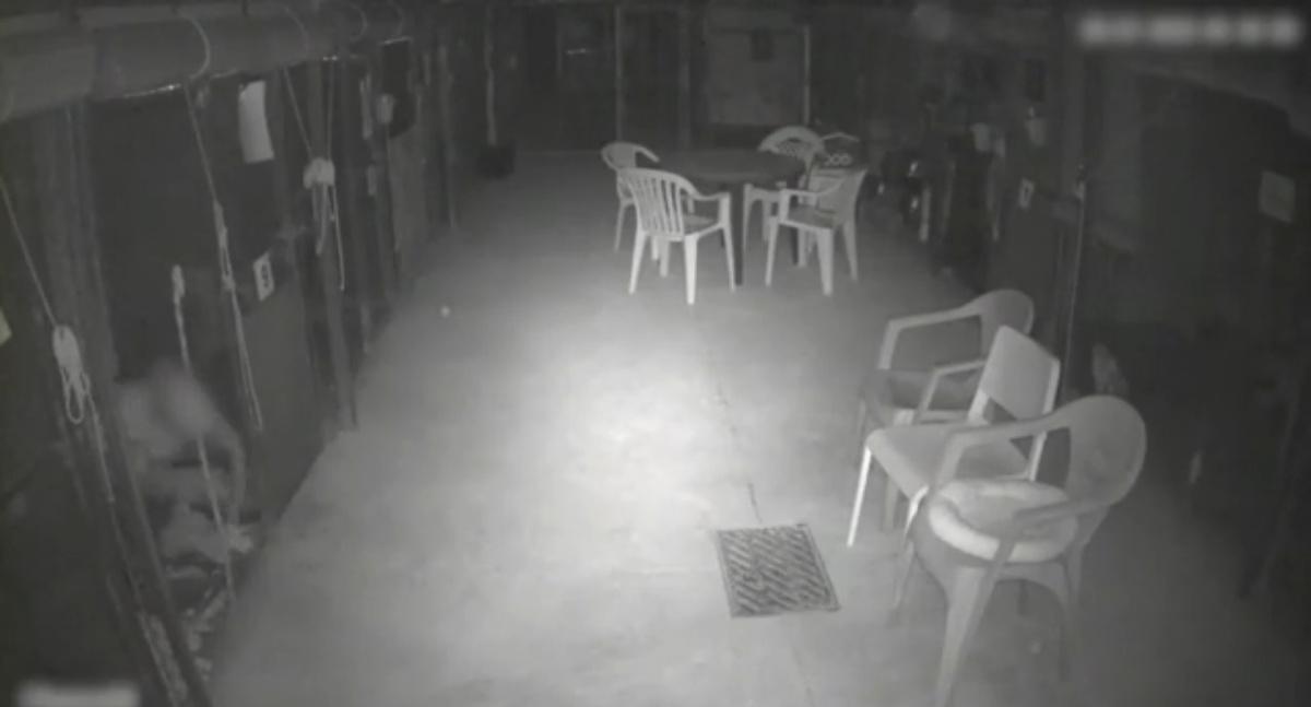 Dos años de prisión por matar a un gato y robar otros en un refugio del Verger Dos años de prisión por matar a un gato y robar otros en un refugio del Verger