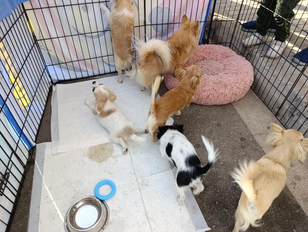 El Concurs Caní acapara les mirades de la cloenda de la Fira d'Ondara El Concurs Caní acapara les mirades de la cloenda de la Fira d'Ondara