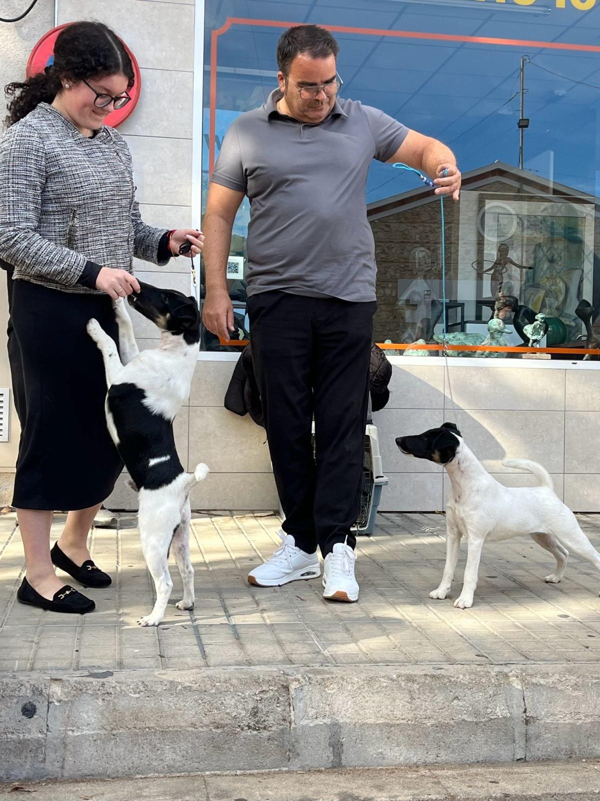 El Concurs Caní acapara les mirades de la cloenda de la Fira d'Ondara