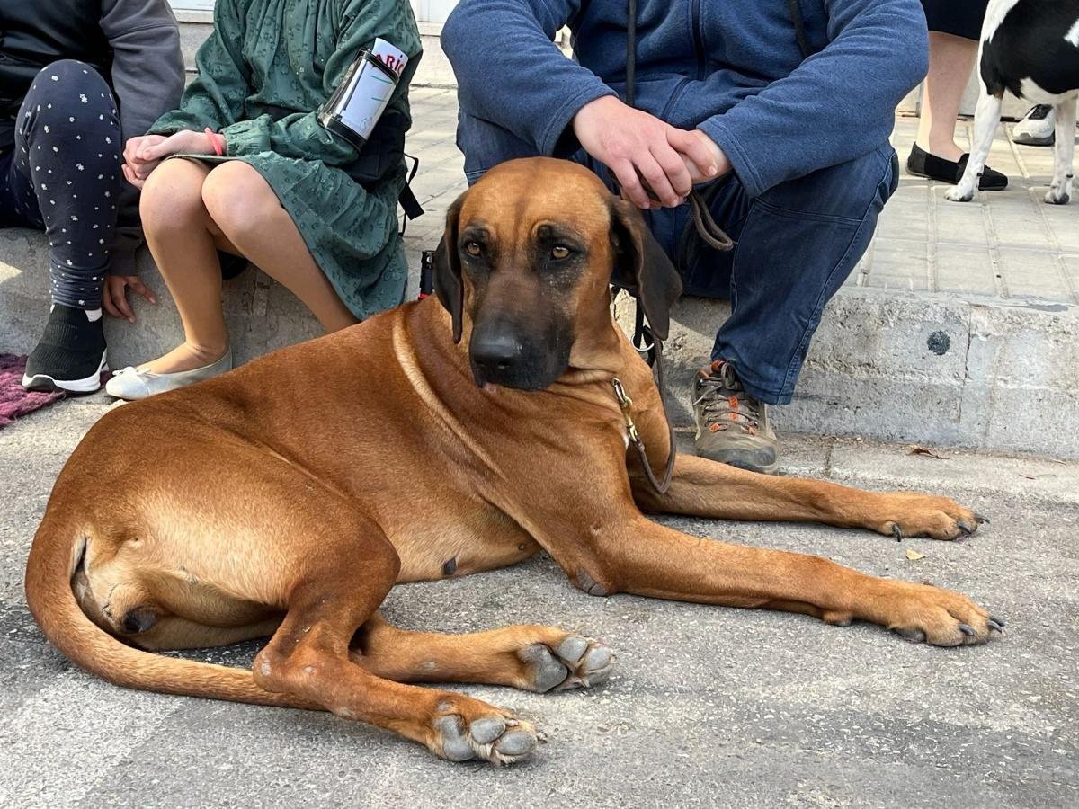 El Concurs Caní acapara les mirades de la cloenda de la Fira d'Ondara El Concurs Caní acapara les mirades de la cloenda de la Fira d'Ondara