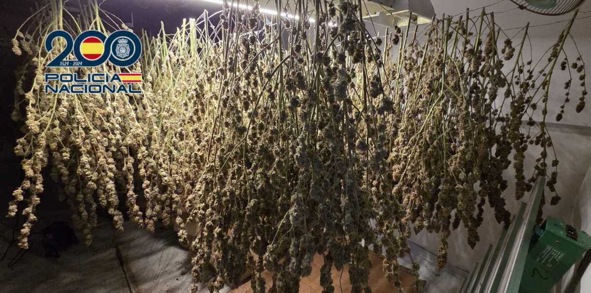 Desmantelado un cultivo indoor de marihuana con 881 plantas en Dénia Desmantelado un cultivo indoor de marihuana con 881 plantas en Dénia