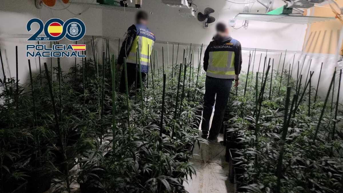 Desmantelado un cultivo indoor de marihuana con 881 plantas en Dénia Desmantelado un cultivo indoor de marihuana con 881 plantas en Dénia