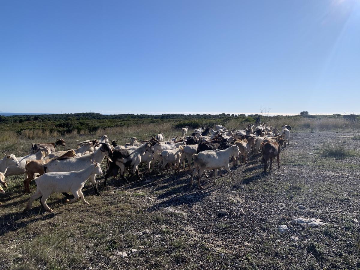 Xàbia recupera el pastoreo para la prevención de incendios en el Montgó