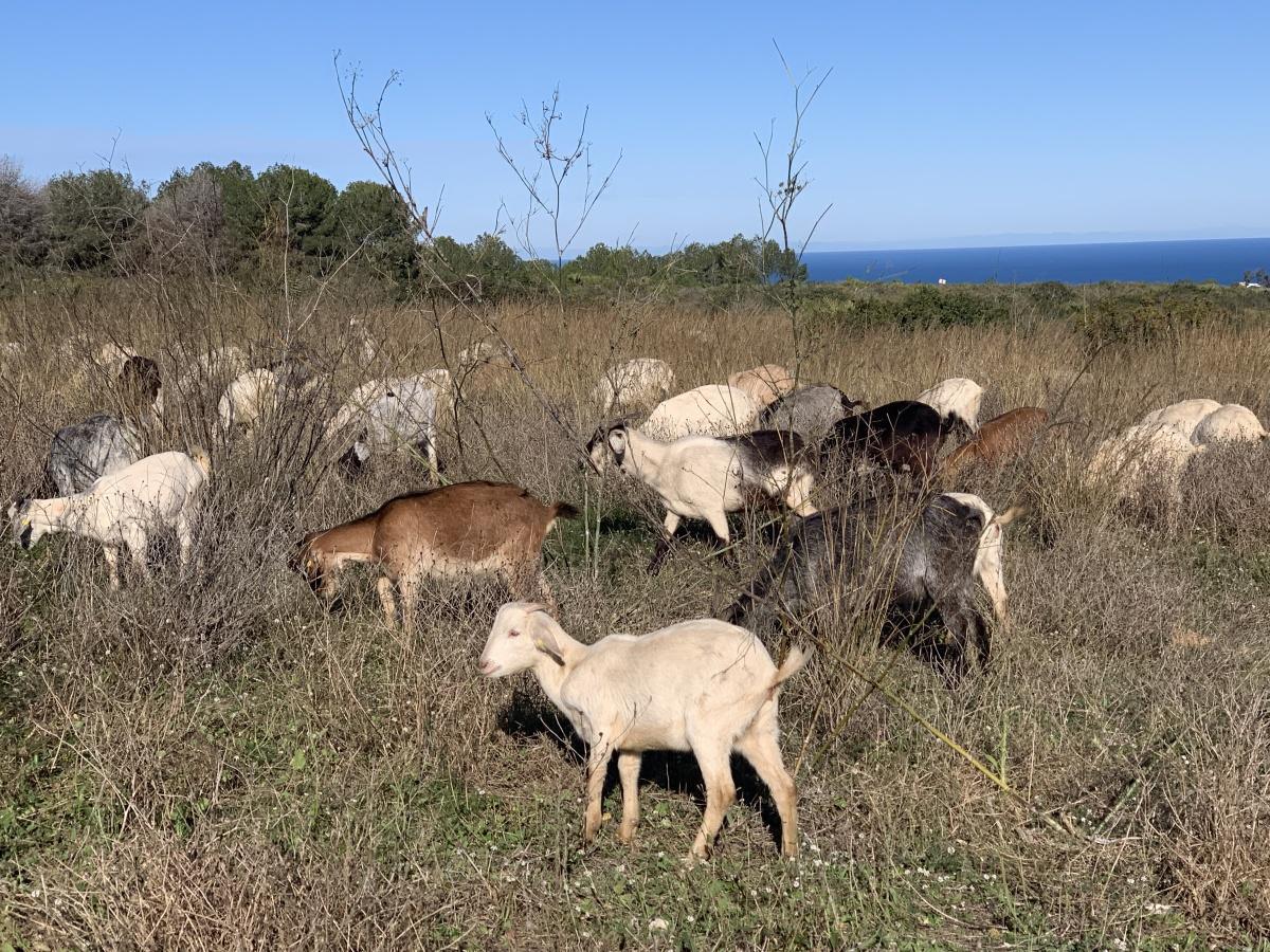Xàbia recupera el pastoreo para la prevención de incendios en el Montgó Xàbia recupera el pastoreo para la prevención de incendios en el Montgó