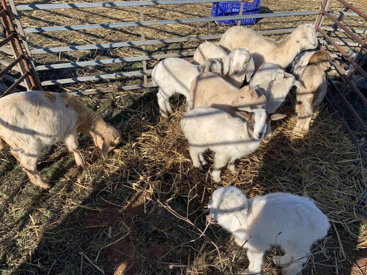 Xàbia recupera el pastoreo para la prevención de incendios en el Montgó