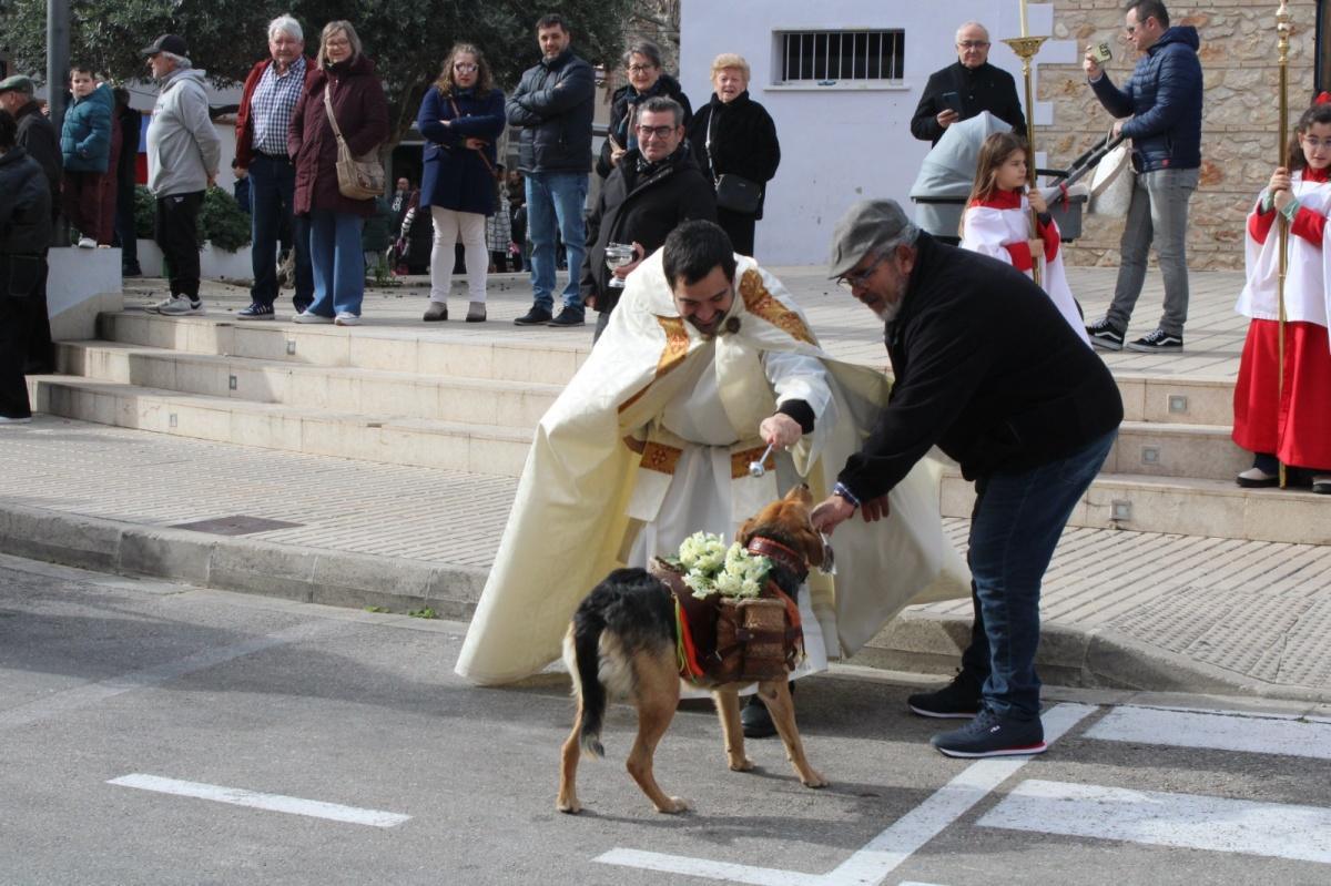 Sant Antoni protagonista a Ondara