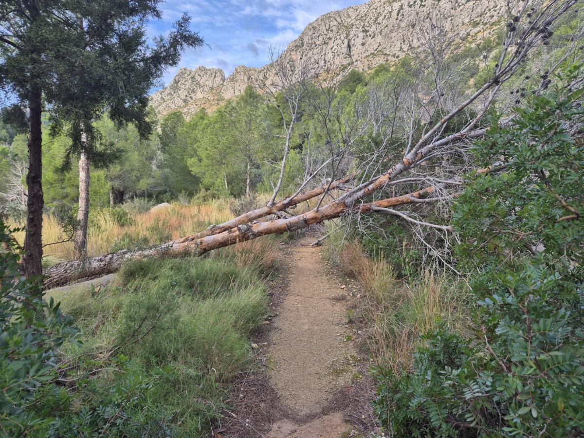 L’Ajuntament d’Ondara retira 50 pins morts al Parc de Segària per garantir la seguretat