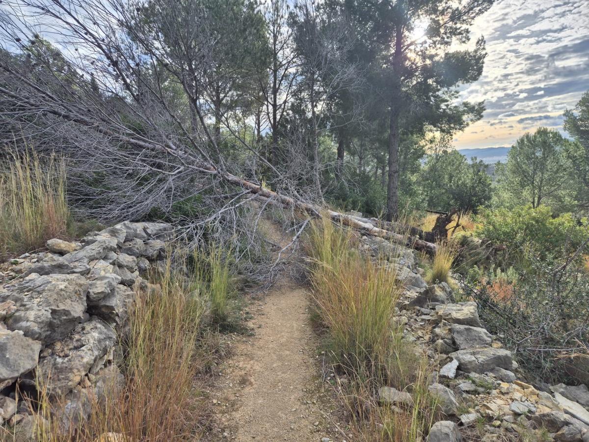 L’Ajuntament d’Ondara retira 50 pins morts al Parc de Segària per garantir la seguretat