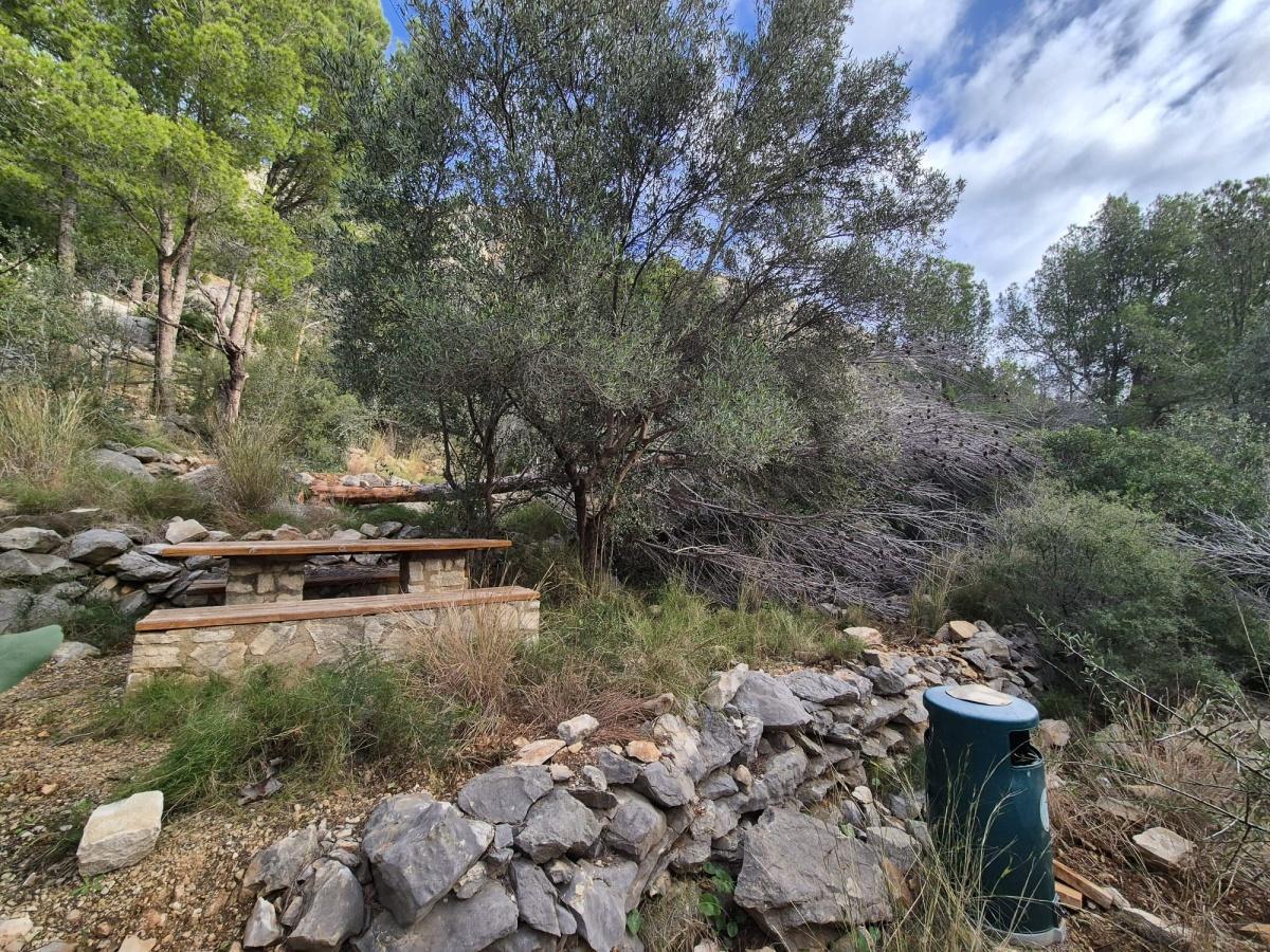 L’Ajuntament d’Ondara retira 50 pins morts al Parc de Segària per garantir la seguretat