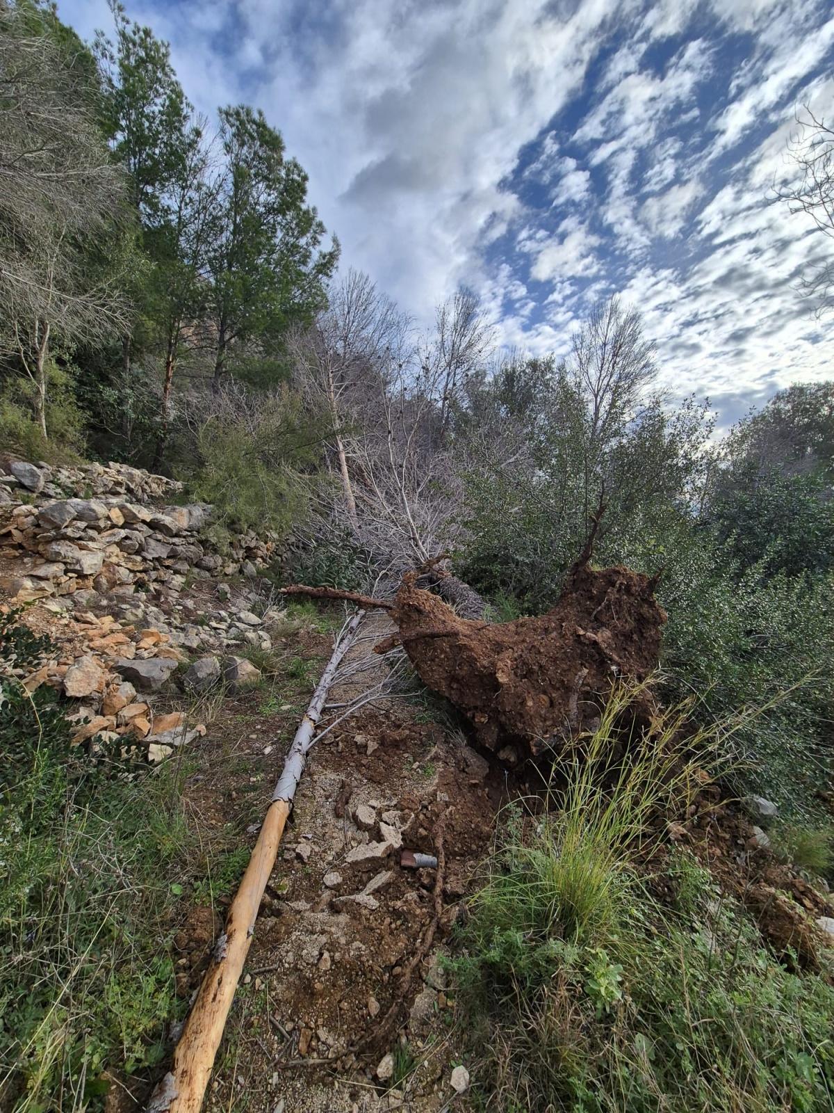 L’Ajuntament d’Ondara retira 50 pins morts al Parc de Segària per garantir la seguretat