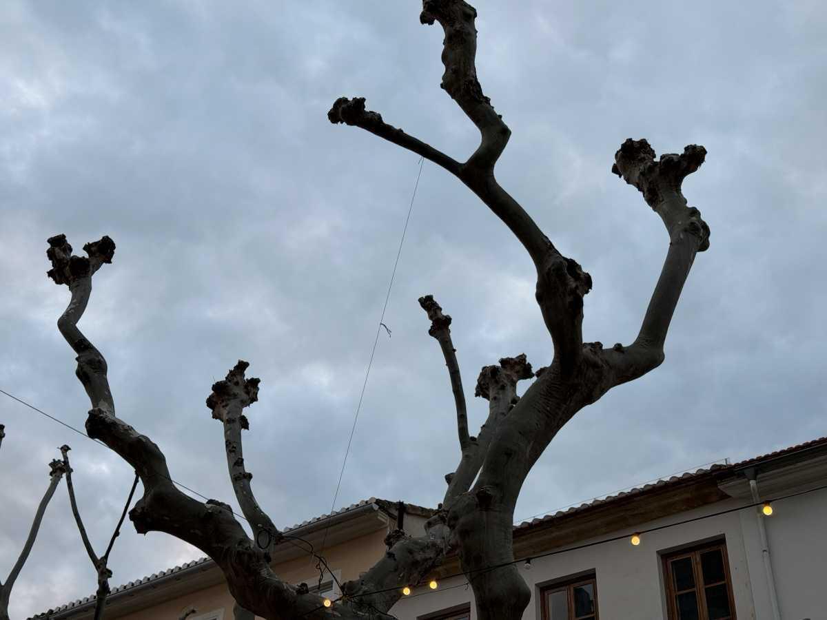 Vecinos denuncian posibles irregularidades en el uso del arbolado urbano en Marqués de Campo Vecinos denuncian posibles irregularidades en el uso del arbolado urbano en Marqués de Campo