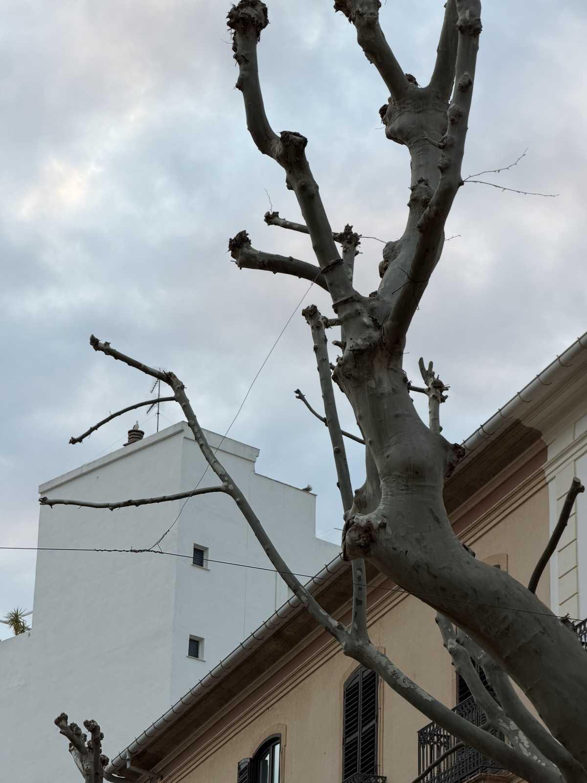 Vecinos denuncian posibles irregularidades en el uso del arbolado urbano en Marqués de Campo Vecinos denuncian posibles irregularidades en el uso del arbolado urbano en Marqués de Campo