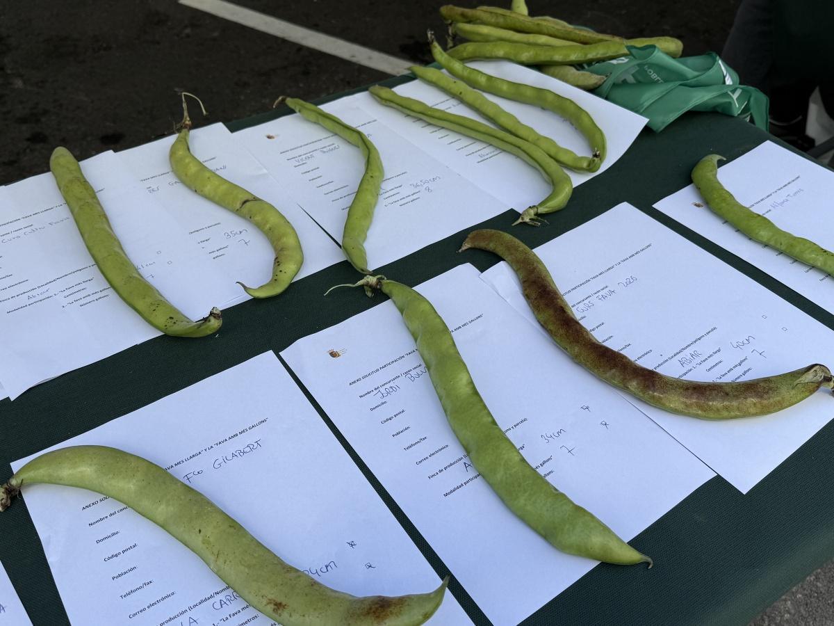 Mitjafava Fest: sabor, música i tradició en estat pur a El Poble Nou de Benitatxell Mitjafava Fest: sabor, música i tradició en estat pur a El Poble Nou de Benitatxell