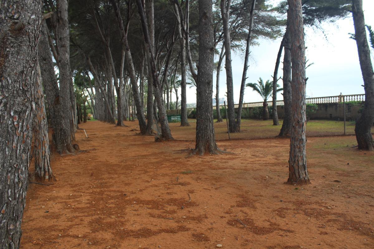 Un pinar de 3.000 m² en el Marge Roig pasará a ser zona verde pública de Dénia Un pinar de 3.000 m² en el Marge Roig pasará a ser zona verde pública de Dénia