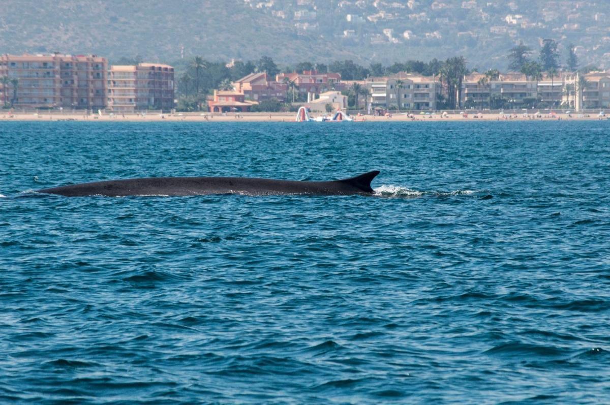 Las ballenas regresan a las aguas de Dénia: comienza la temporada de avistamientos