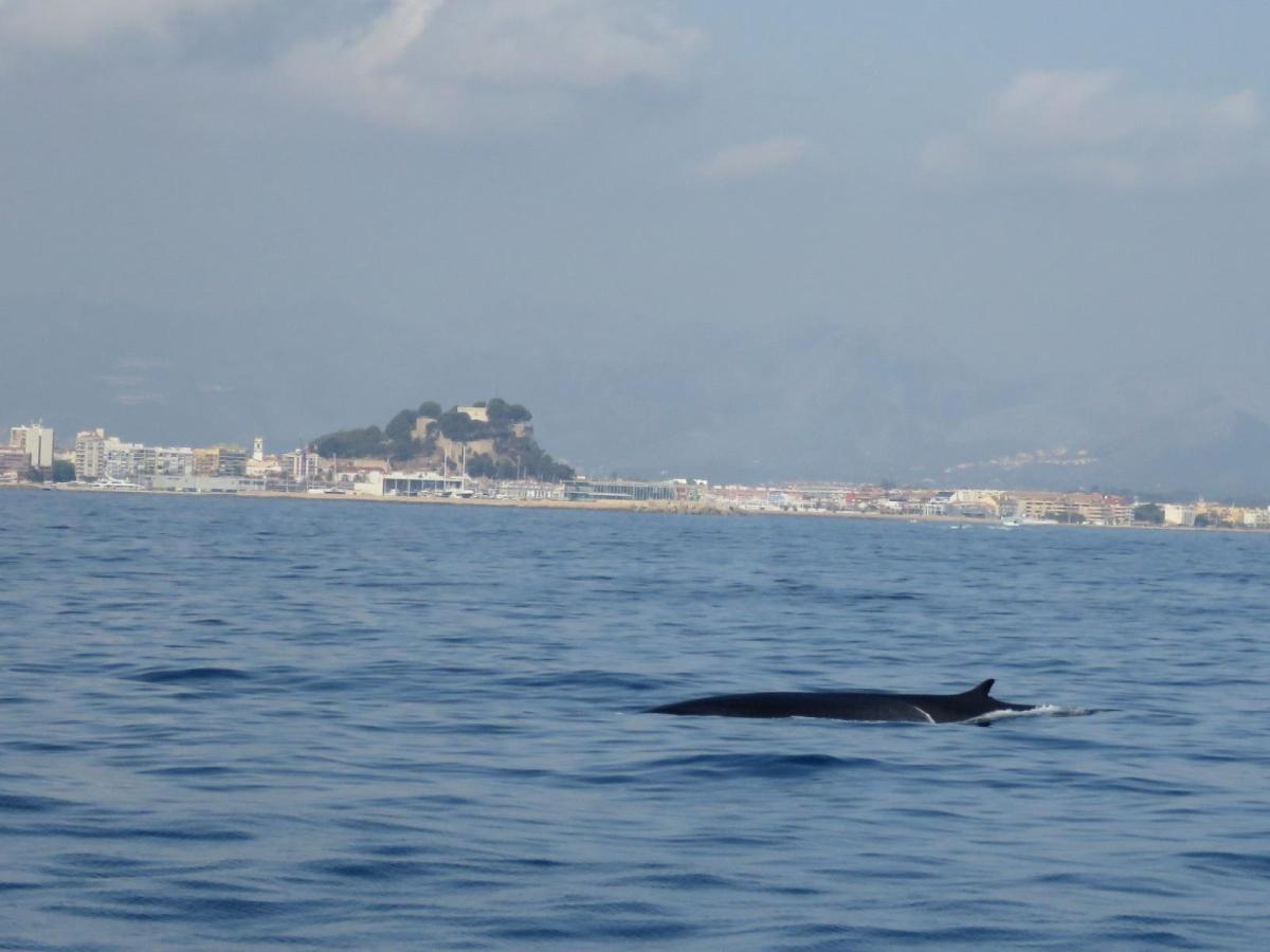 Las ballenas regresan a las aguas de Dénia: comienza la temporada de avistamientos