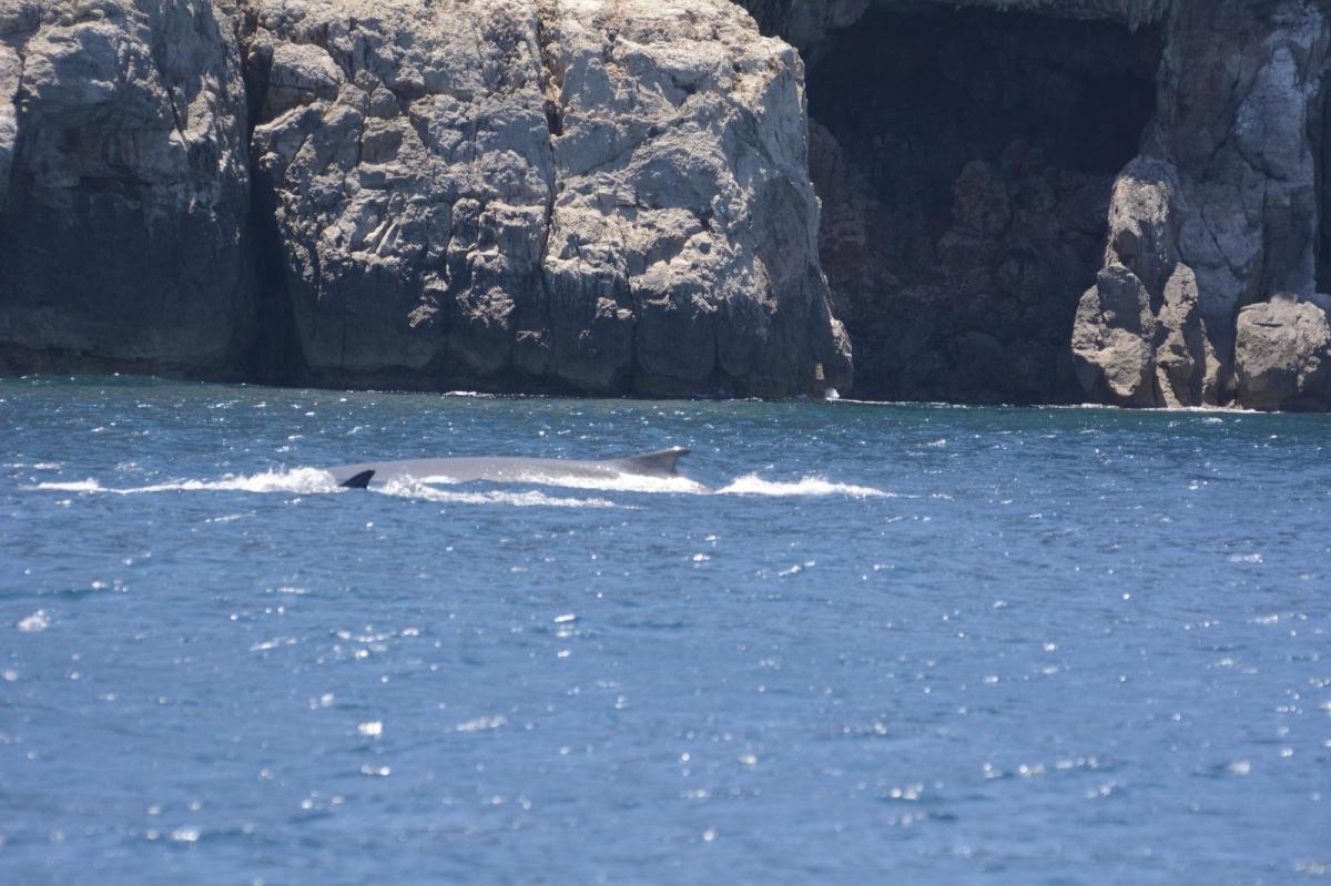 Las ballenas regresan a las aguas de Dénia: comienza la temporada de avistamientos Las ballenas regresan a las aguas de Dénia: comienza la temporada de avistamientos