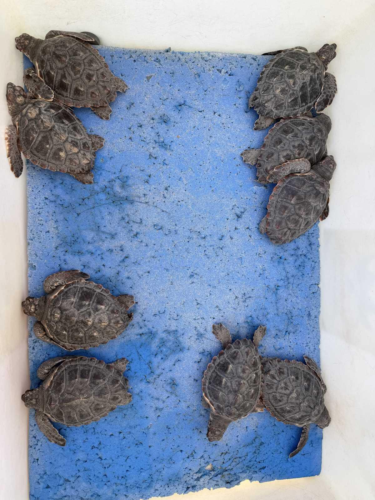 Dénia celebra el Día de los Océanos con la suelta de quince tortugas al mar