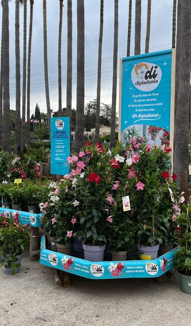 Una explosión de color convertirá Dénia en la Capital de la Dipladenia 2026