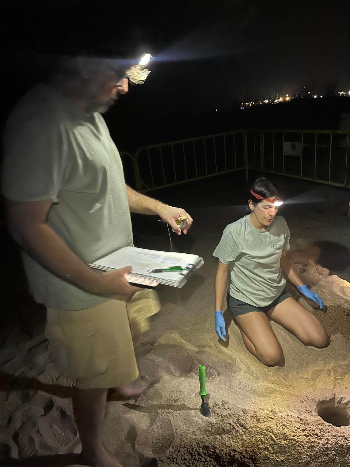 Diana y Mona convierten Dénia en refugio de 172 nuevos huevos de tortuga marina