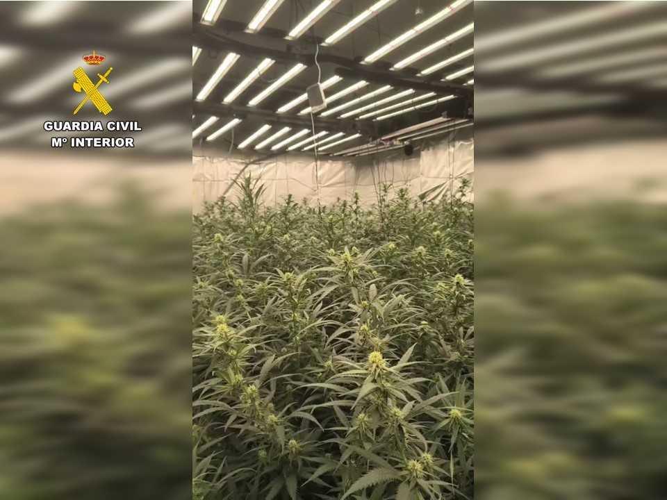 Desarticulado un grupo criminal dedicado al cultivo de marihuana en la Marina Alta