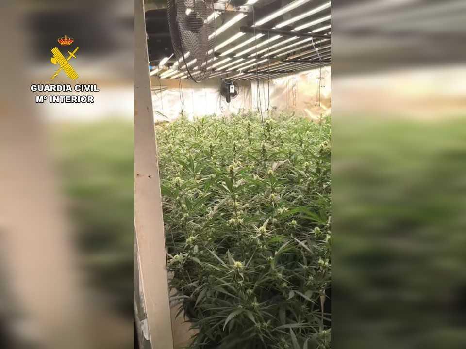 Desarticulado un grupo criminal dedicado al cultivo de marihuana en la Marina Alta